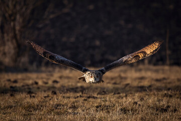 Beautiful bird siberian owl flying with dark background