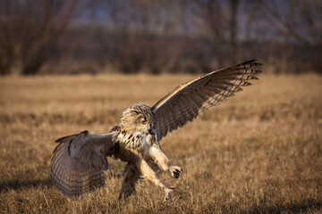 Beautiful bird siberian owl flying with dark background