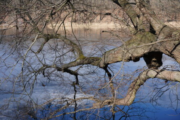 Überhängende Äste eines Baums an einem See mit Eis und Wasser im Winter bei Sonnenschein (Schlachtensee, Berlin)