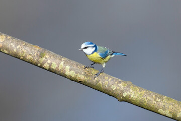 Eurasian blue tit - Cyanistes caeruleus - in its natural habitat