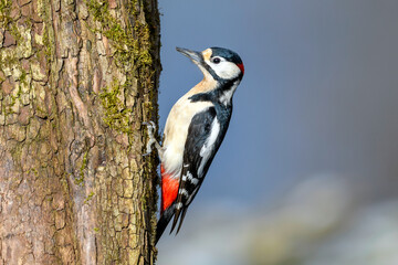 Great Spotted Woodpecker (male) - Dendrocopos major in its natural habitat
