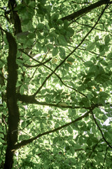 green leaves in the sun