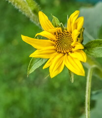 Yellow sunflower flower closeup on green background in garden