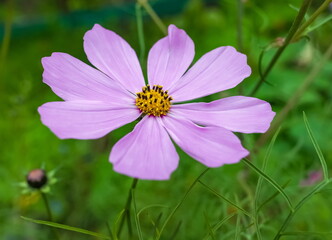 Fototapeta premium Pink cosmea flower closeup on green background in garden