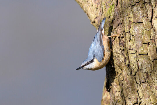 Eurasian nuthatch, wood nuthatch or nuthatch - Sitta europaea in its natural habitat