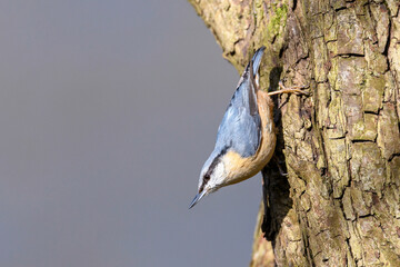 Eurasian nuthatch, wood nuthatch or nuthatch - Sitta europaea in its natural habitat
