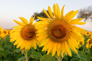 Fototapeta premium sunflower on the field in sindh PAKISTAN