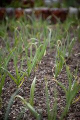 Sprouts of young garlic on a garden bed in a warm sunny day. Gardening in the village. Growing garlic with natural organic fertilizers. The ground is strewn with husks from seeds