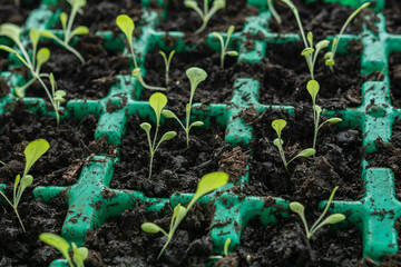 Kleine Pflanzen - keimlinge
