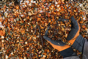 The mulch from chopped branches in gloved hands  