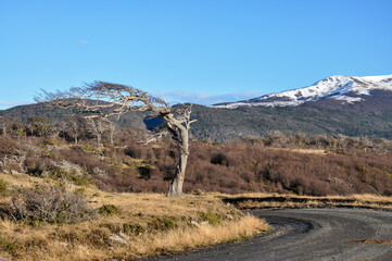 Lenga beech (Nothofagus pumilio) tree molded into a flag by the strong southern winds, in a mountain landscape. Navarino Island, Chile.
