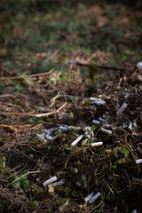 Top view of a large pile of cigarette butts in the park, against the background of last year's foliage. The beginning of spring. Selective focus