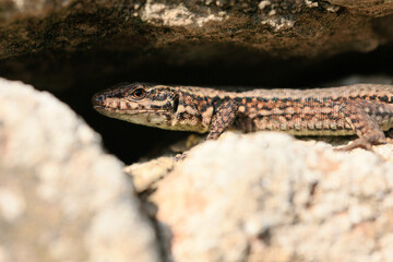 Wall Lizard at a wall, Wartberg, Heilbronn, Germany, Europe