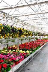 Beautiful colorful spring flowers in pots in a large hothouse. Growing many flowers in a greenhouse. Large glass greenhouse with many flowers for sale. Modern flower greenhouse. 