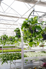 Beautiful fresh house plants in pots in a large hothouse. Growing many plants in a greenhouse. Large glass greenhouse with green plants for sale. Modern flower greenhouse. 