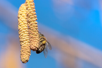 The bee is looking for pollen on a hazel flower in early spring. 