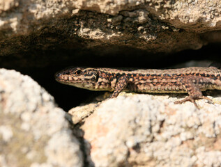 Wall Lizard at a wall, Wartberg, Heilbronn, Germany, Europe