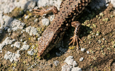 Wall Lizard at a wall, Wartberg, Heilbronn, Germany, Europe