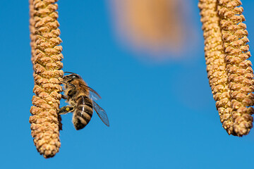 The bee is looking for pollen on a hazel flower in early spring. 