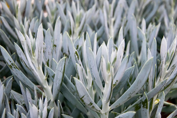 Close-up of Senecio Mandraliscae, or more commonly known as  Blue Chalk Stick Succulent 