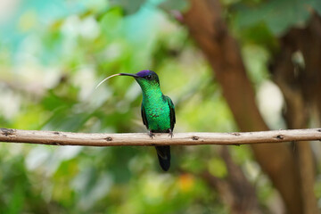 Violet-capped Woodnymph Hummingbird on a branch