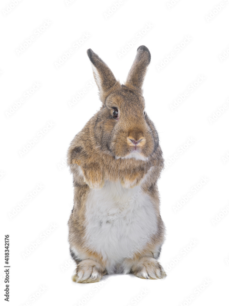 Wall mural brown rabbit isolated on white background