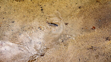 River bottom with fish (Background, banner, Wallpaper, texture)