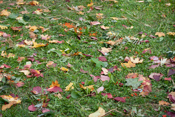 Autumn marple leaves on the green grass and road. Natural background.