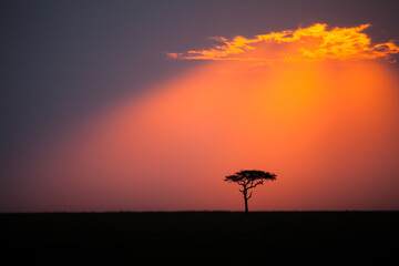 Lone tree on the horizon in the Masai Mara