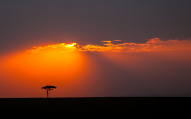 Lone tree on the horizon in the Masai Mara
