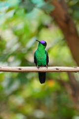 Violet-capped Woodnymph Hummingbird on a branch