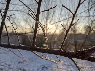 tree in the snow