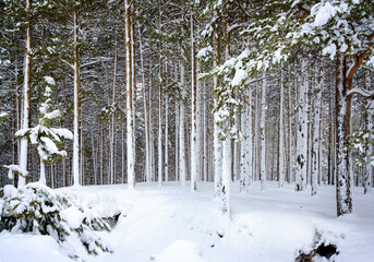 Snow-covered trees in a pine forest, winter landscape