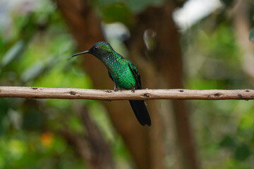 Violet-capped Woodnymph Hummingbird on a branch