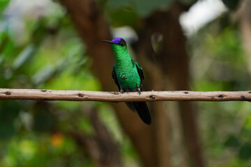 Violet-capped Woodnymph Hummingbird on a branch