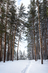 Snow-covered trees in a pine forest, winter landscape