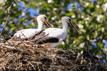 Two storks in a nest on a hot summer day. 