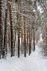 Snow-covered trees in a pine forest, winter landscape