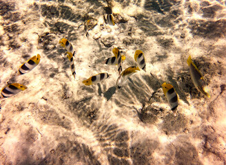 Poissons papillons du lagon de Maupiti, Polynésie française