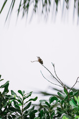 Amethyst Woodstar Hummingbird on a Tree