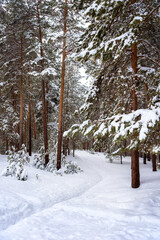 Snow-covered trees in a pine forest, winter landscape