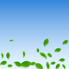 Falling green leaves. Fresh tea chaotic leaves fly