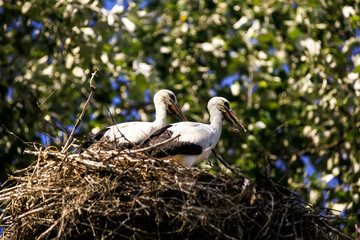 Two storks in a nest on a hot summer day.