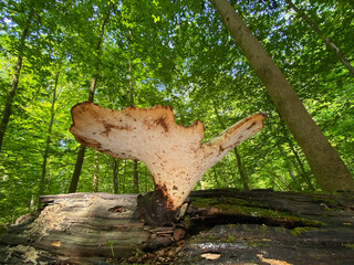 mushroom in the forest