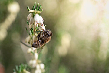 The bee is looking for nectar on a erica flowers in early spring. 