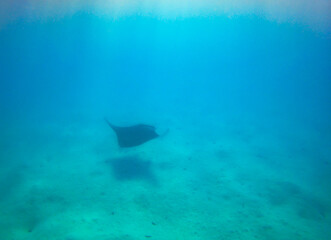 Raie Manta dans le lagon de Maupiti, Polynésie française © Atlantis