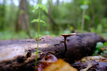 mushroom in the forest