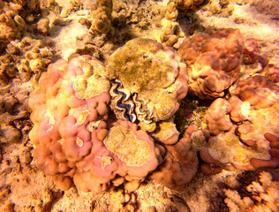 Bénitier du lagon de Maupiti, Polynésie française