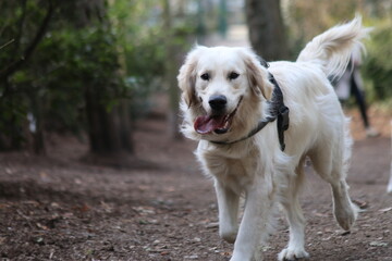 Golden Retriever