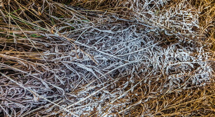 Drizzle on yellow dried grass in winter (Background, banner, Wallpaper, texture)